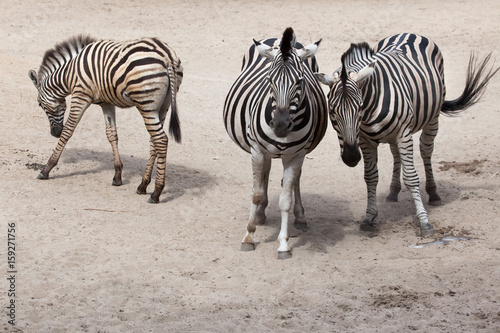 Chapman s zebra  Equus quagga chapmani .