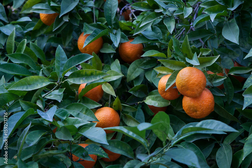 Bitter orange tree (Citrus aurantium) in Cordoba, Andalusia, Spain.