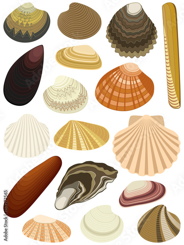 Fényképezés Collection of bivalve seashells isolated on white background