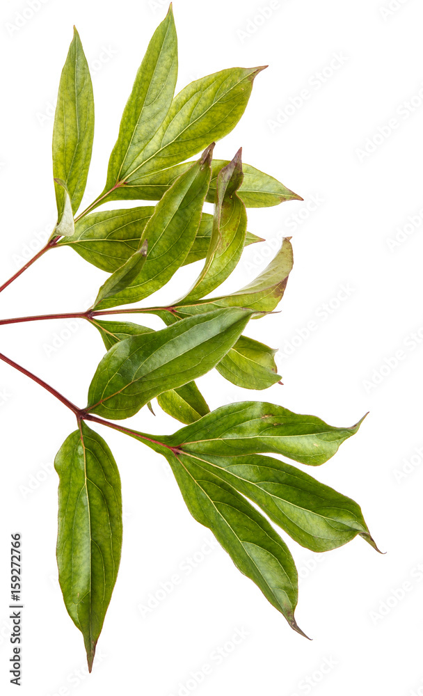 Fototapeta premium Green leaf of a peony plant. Isolated on white background