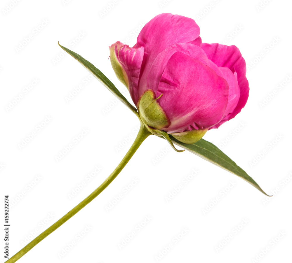 Red peony flower. Isolated on white background Red peony flower. Isolated on white background