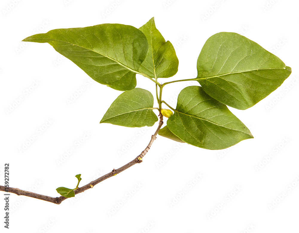 Obraz premium A branch of a lilac bush. Isolated on white background
