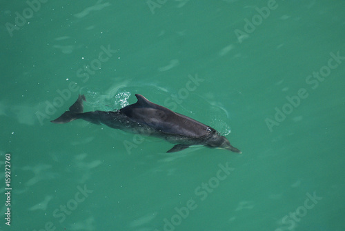 Humpback Dolphin photo