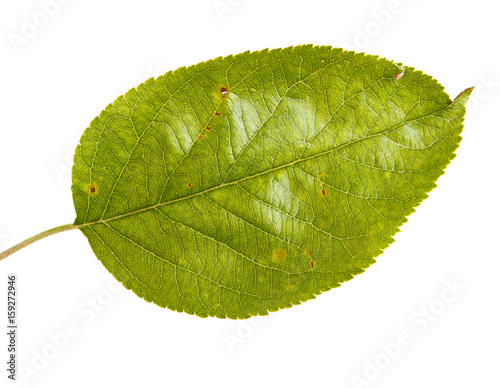 Leaf with apple tree. Isolated on white background