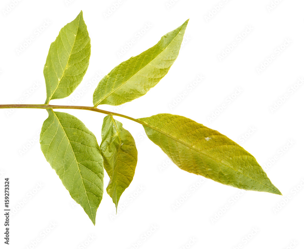 Fototapeta premium A branch of a walnut tree. Isolated on white background