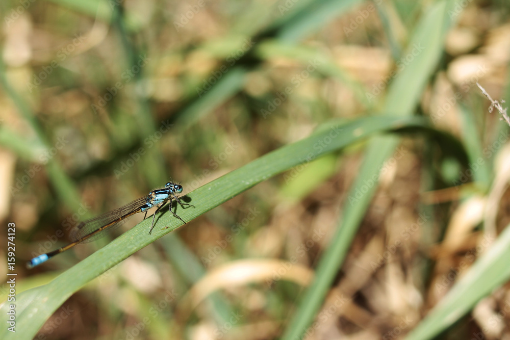 Macro of Dragonfly on Grass Macro of Dragonfly on Grass