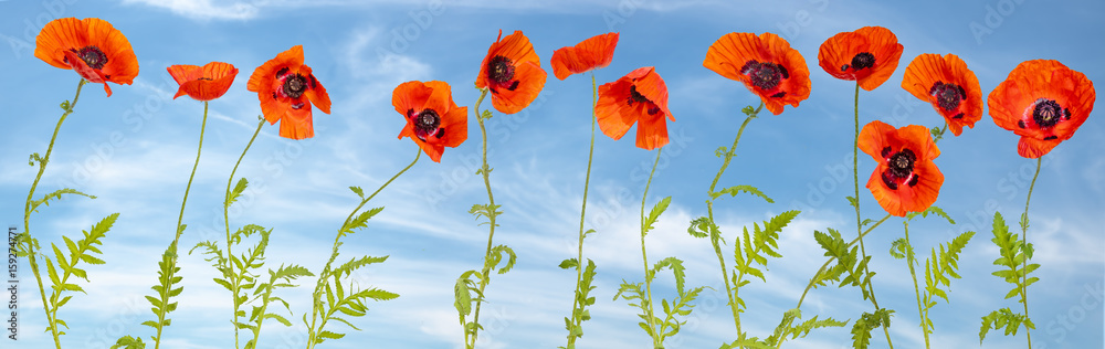 Fototapeta premium Panorama made of flowering red poppies against the blue sky