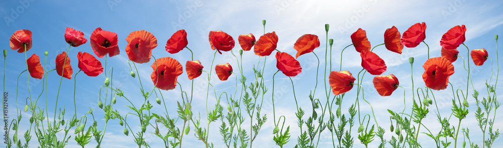 Obraz premium Panorama made of flowering red poppies against the blue sky