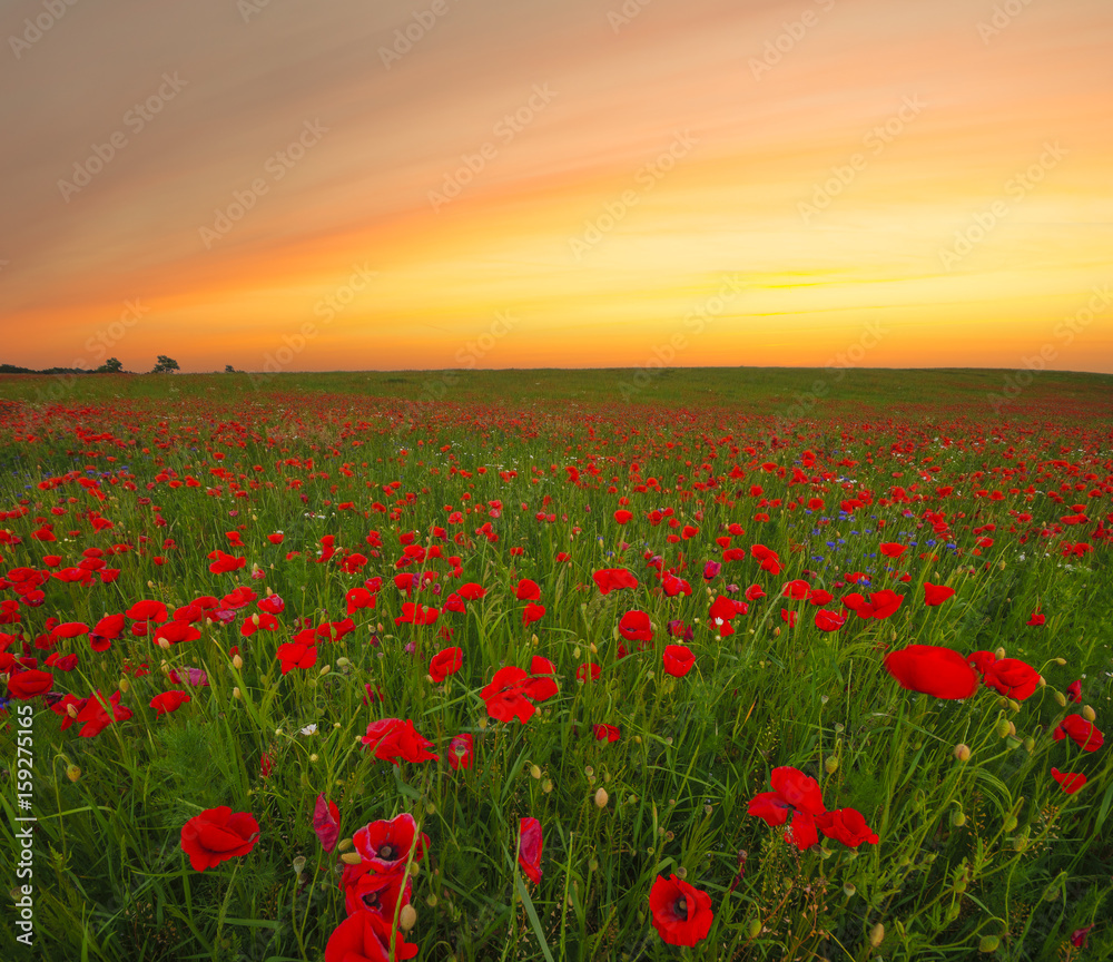 sunset over a poppy meadow