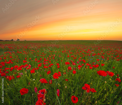 sunset over a poppy meadow © Mike Mareen