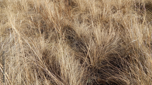Autumn grass background
