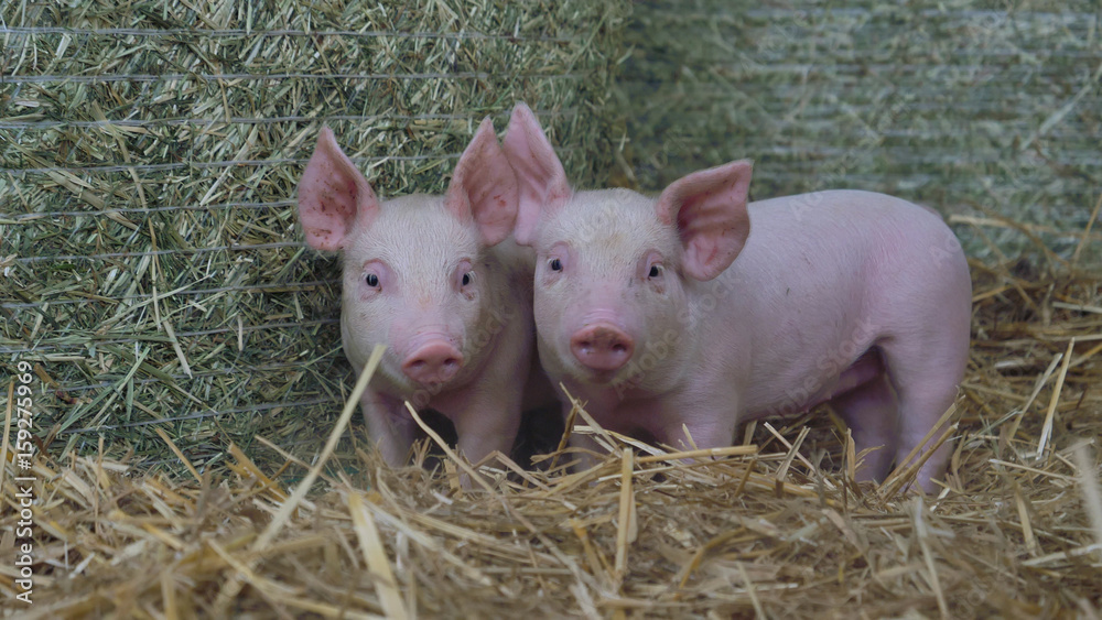 A piglet newborn standing on a straw in the farm. concept of biological , animal health , friendship , love of nature . vegan and vegetarian style . respect for animals. A piglet newborn standing on a straw in the farm. concept of biological , animal health , friendship , love of nature . vegan and vegetarian style . respect for animals.