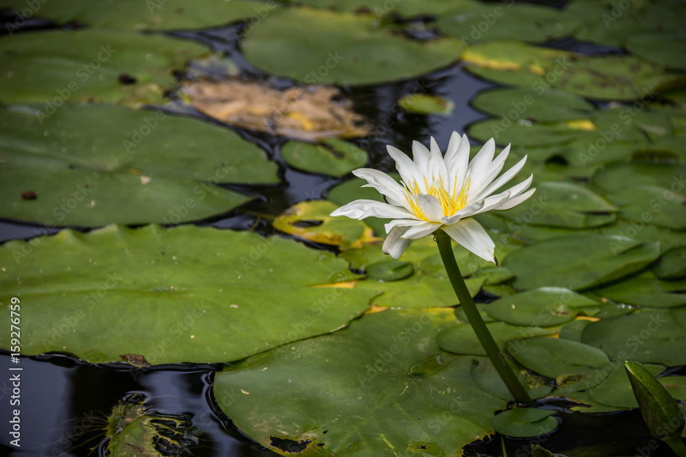 White Water Lily White Water Lily