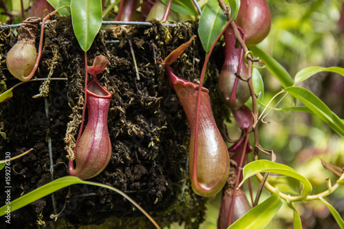 Pitcher Plant photo