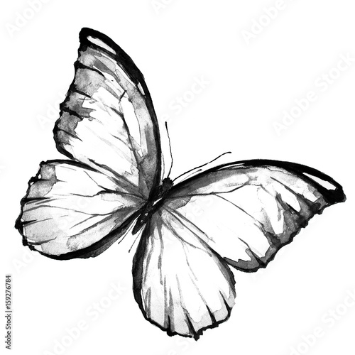 beautiful black butterfly,watercolor,isolated on a white