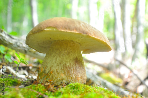 Boletus reticulatus or Boletus aestivalis, commonly known as the summer cep. Edible gourmet wild mushroom, Penny Bun bolete in the forest photo