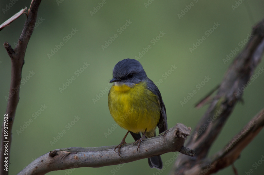 Yellow Bird Yellow Bird