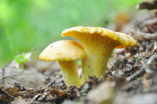Chanterelle mushroom in the forest, CANTHARELLUS CIBARIUS mushroom grows below leaves in forest. Collecting mushrooms and preparing food. 