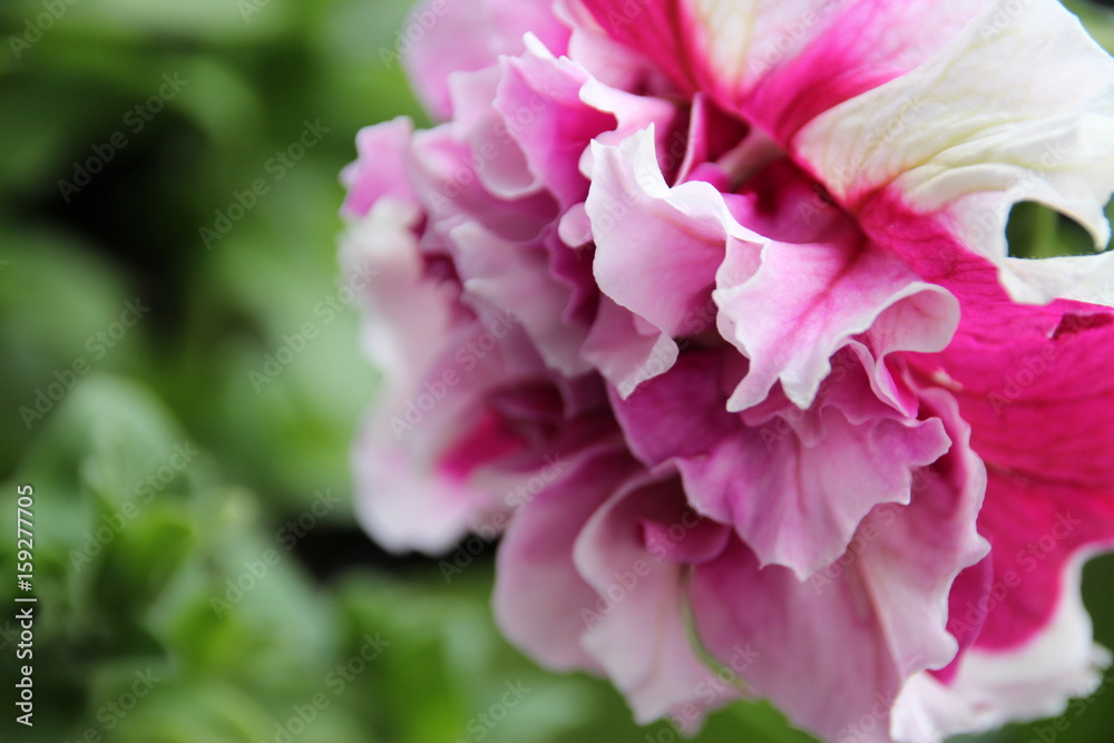 Kraeuter_Blumen_violette_Blueten Kraeuter_Blumen_violette_Blueten