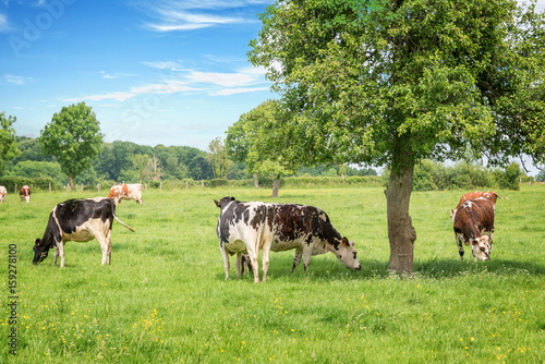 Fotografia Norman black and white cows grazing on grassy green field with trees on a bright sunny day in Normandy, France