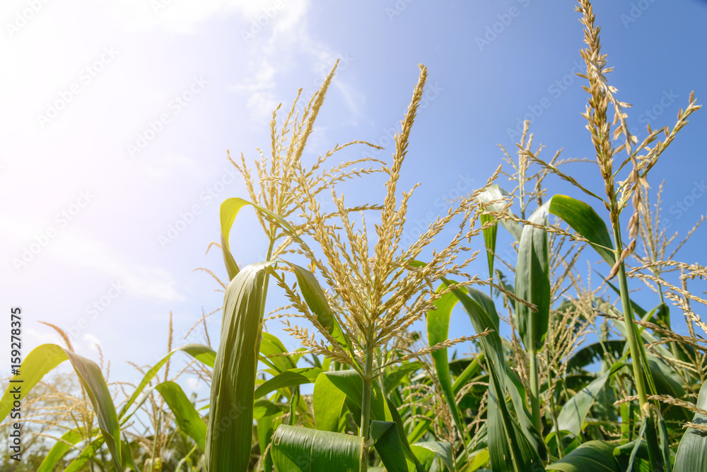 Naklejka premium cornfield under a blue sky with clouds