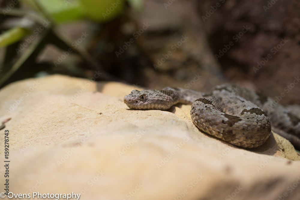 Naklejka premium Snake