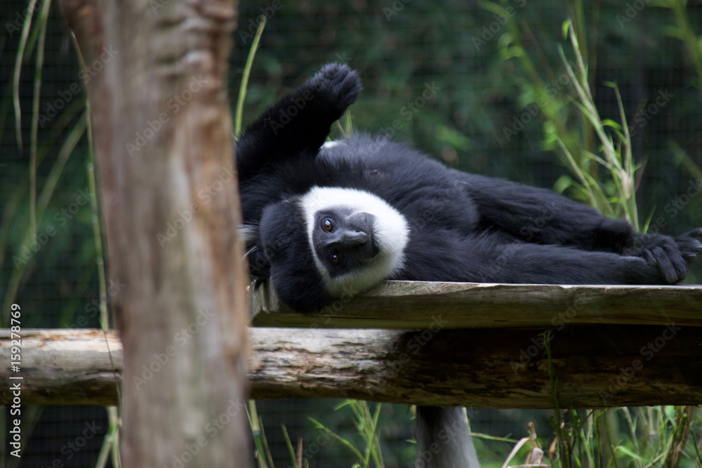 Obraz premium White-cheeked Gibbon