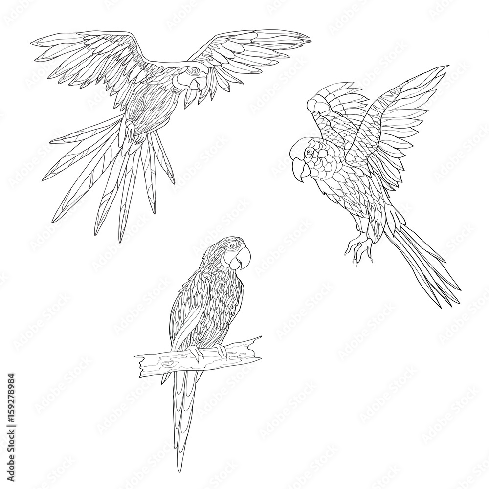 Fototapeta premium Vector illustration. Set of parrots, flying parrots. Parrot sitting on a branch. Black and white line