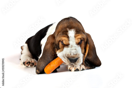 Basset hound puppy eats a carrot on a white background photo