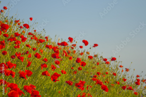 summer field with flowers. soft focus natural background © sergeialyoshin