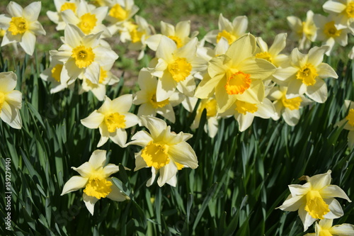 Fototapeta Naklejka Na Ścianę i Meble -  スイセン