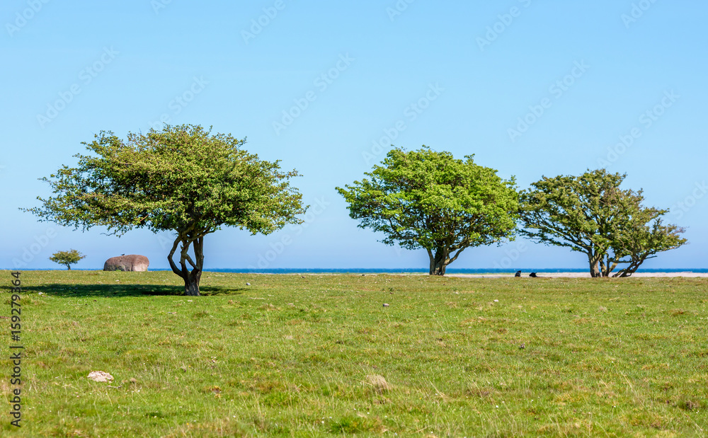 Fototapeta premium Three lovely trees growing on the coast. Grazed by sheep, they have no twigs by the ground. Windswept environment on a sunny and calm day. Horizon over water. Location Oland in Sweden.