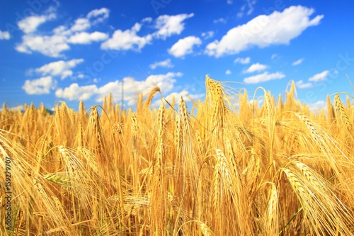 Agriculture field