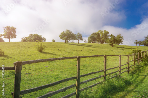 Sunny view to a green meadow with a wooden fence