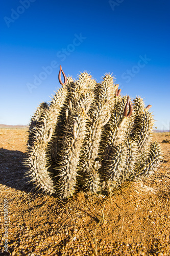 Hoodia Plant photo