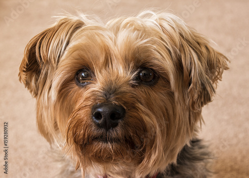 Scruffy Yorkshire Terrier