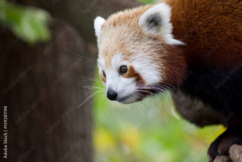 Fototapeta premium Red panda 10