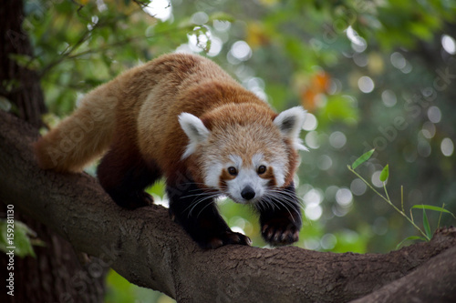 Fotografie Red panda 11
