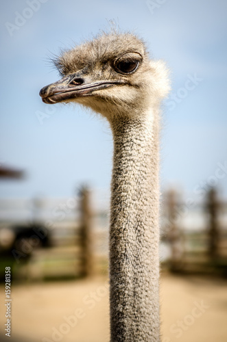 The ostrich on the background of the farm and the blue sky looks into the camera, bending his head.