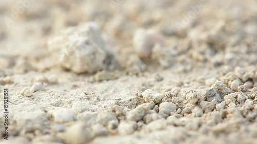 Macro shot of ants with a magnification of 1: 1