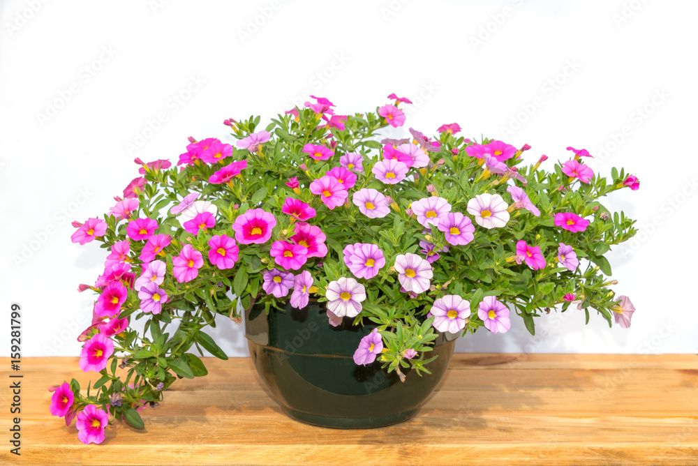 Pot of colorful pink petunia flowers on a wooden table, isolated on white background