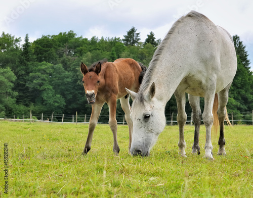 jument et son poulain dans prairie