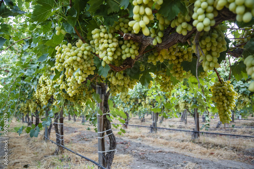 Grape at a vineyard in San Joaquin valley, California, USA. photo