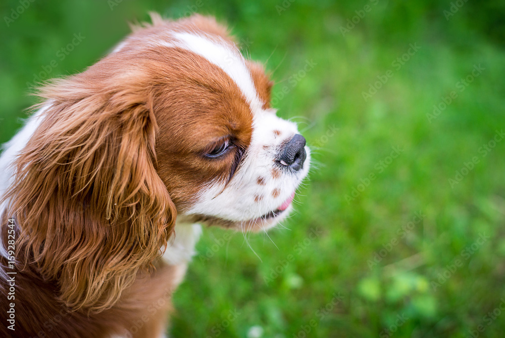 A beautiful little dog breeds a spaniel standing on a green meadow. Horizontal frame A beautiful little dog breeds a spaniel standing on a green meadow. Horizontal frame