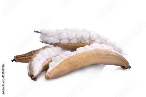 White silk cotton(Bombax ceiba) pod isolated on white background
