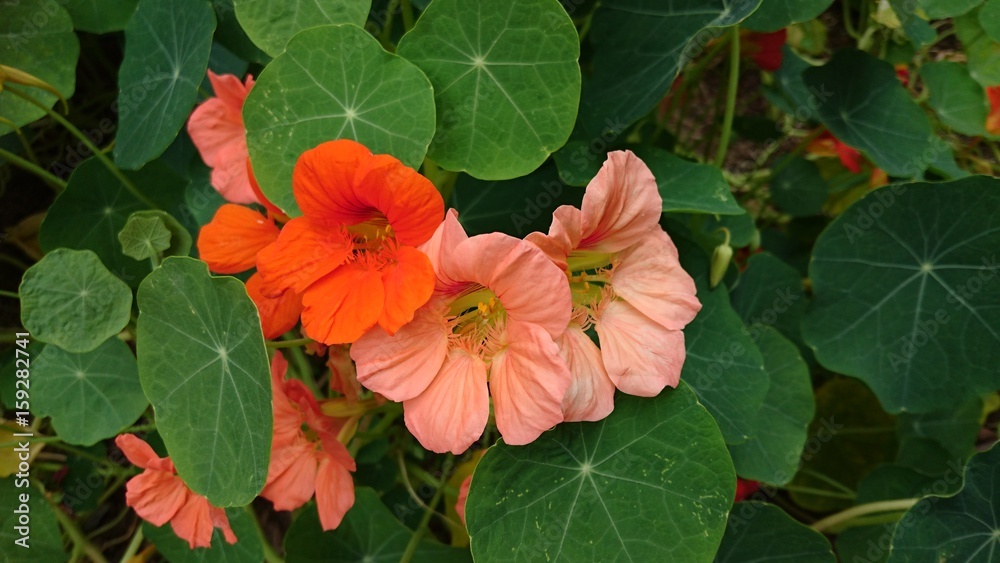 オレンジの花 オレンジの花