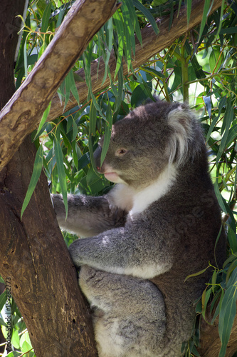 Koala 3