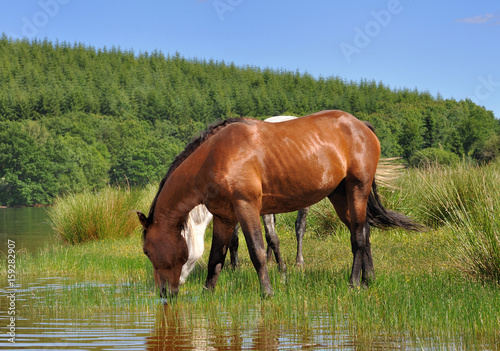 chevaux buvant dans l'eau d'un lac 