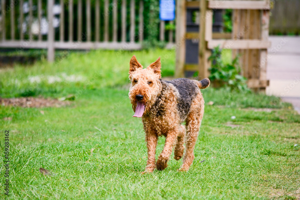 Airedale Terrier dog walking on grass Airedale Terrier dog walking on grass