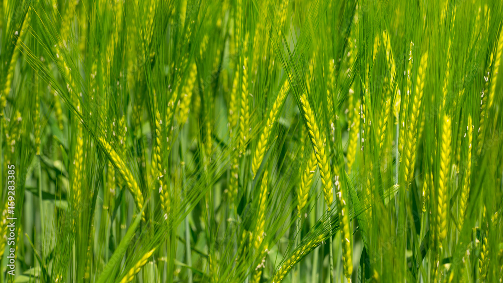 Obraz premium Getreidefeld im Sommer